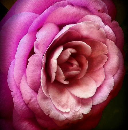 close up of a single purple roseの写真素材