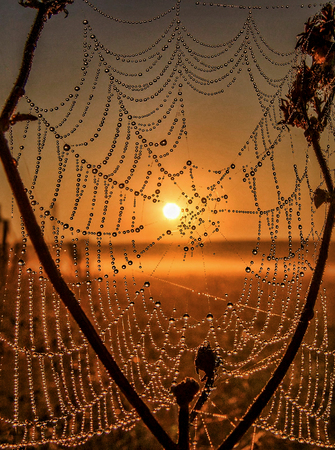 spider web covered with water dropsの写真素材