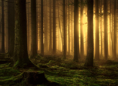 sun through the trees in the forrest