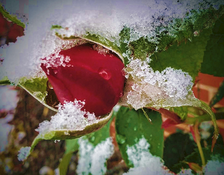close up of a single red rose in the snowの写真素材