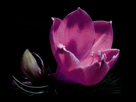 close up of a Single Purple Flower