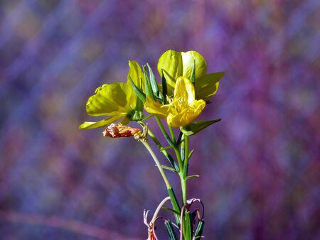 just another yellow flowerの写真素材