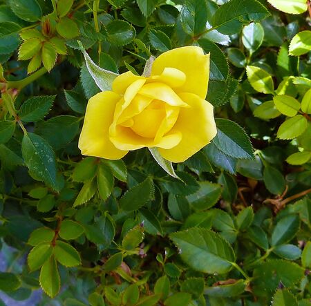 just another yellow roseの写真素材