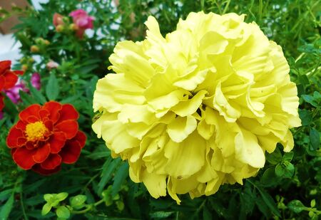 just another yellow flowerの写真素材