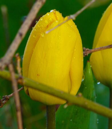 just another yellow flowerの写真素材