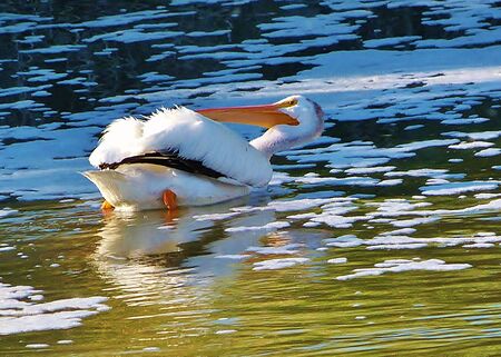 wild birds out in natureの写真素材