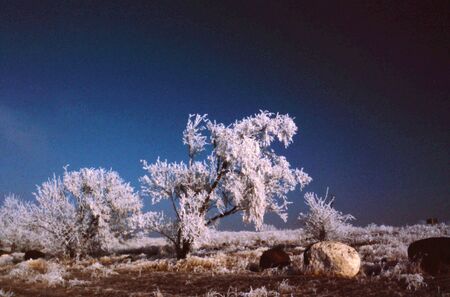 frozen trees in the desertの写真素材