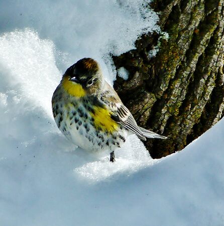 yellow bird in the snowの写真素材