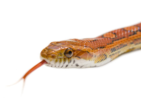 Isolated snake