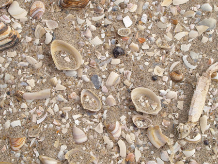 Shells on the beach