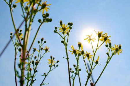 flowers in blue skyの写真素材