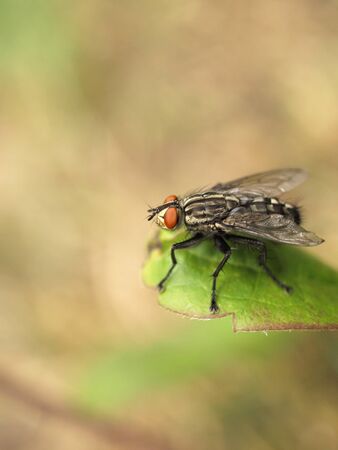 fly on green leaf