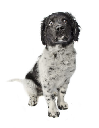 Cute puppy looking up isolatedの写真素材