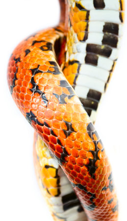 Snake skin closeup