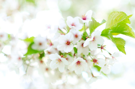White spring blossom