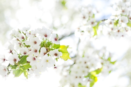 White spring blossom in bright clear sky with sunshineの写真素材