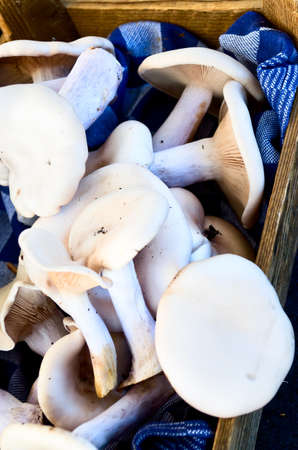 Mushroomsの写真素材