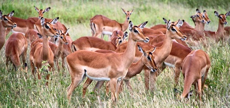 African gazelle wildlife safariの写真素材