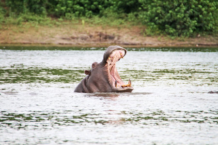 Hippo in the waterの写真素材