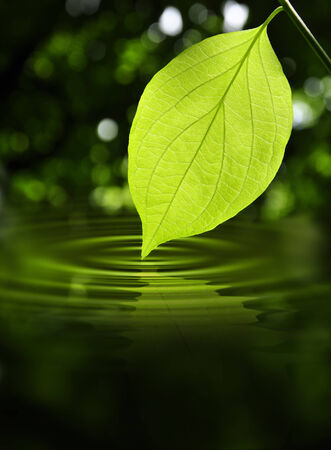Leaf touching water creating ripplesの写真素材