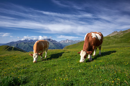 Cows Grazing on a green summer meadow
