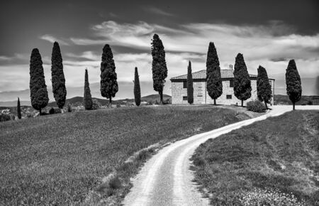 Tuscany Italy Landscape with Cypress Trees and Road Black and White Photographyの写真素材