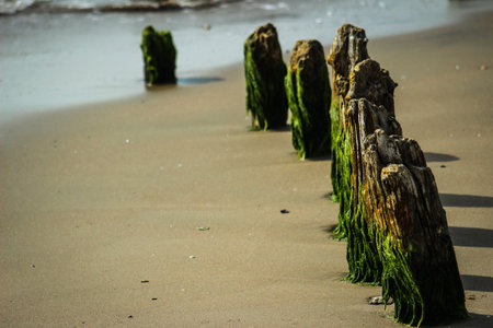A line of logs on the beachの写真素材