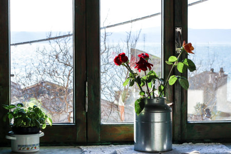 Basil and roses on the windowsillの写真素材