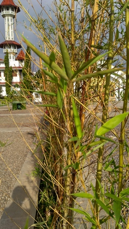 bamboo row fenceの写真素材