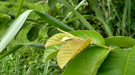 close up leaves of guavaの写真素材