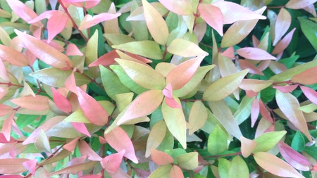beautiful colorful background leavesの写真素材