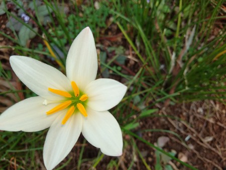 beautiful white flowers in the gardenの写真素材