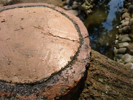 seating in the form of a tree cut in the gardenの写真素材