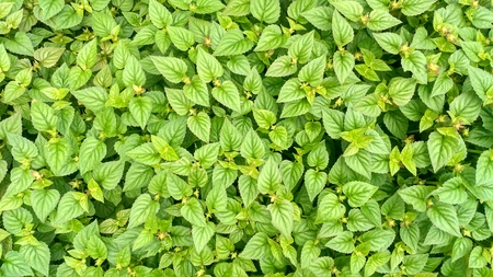 beautiful background of greeneryの写真素材