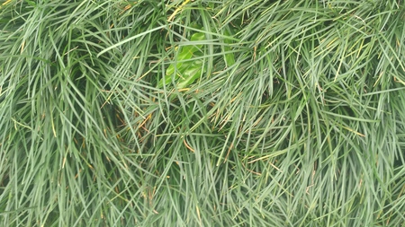 beautiful green grass backgroundの写真素材