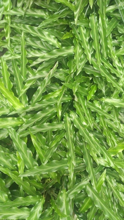 beautiful green grass backgroundの写真素材
