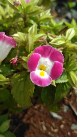 garden flowers that bloom pinkの写真素材