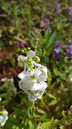 closeup beautiful white bloomsの写真素材