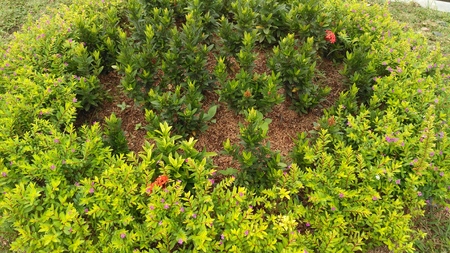 garden flowers that growの写真素材