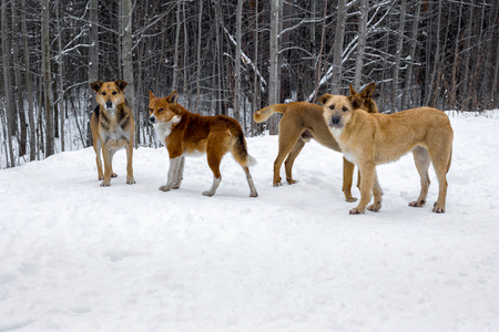 Homeless dogs. A flock of stray dogs in the snow against a winter forest background.の写真素材