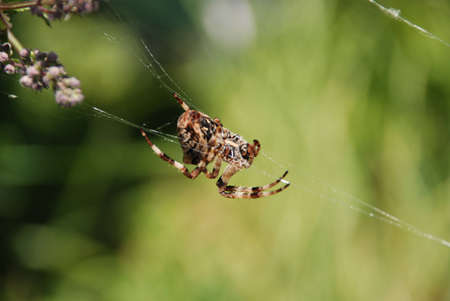 Spider in actionの写真素材