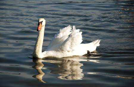 Beautiful white swan swimming into the waterの写真素材