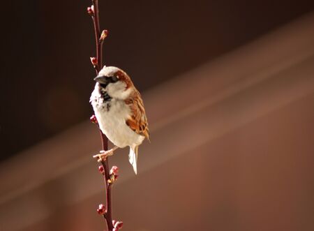 Sparrow on a branchの写真素材