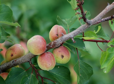Green apricots on a branchの写真素材
