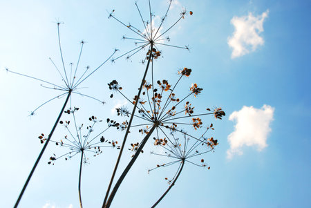 Dry grass on a wallpaper of blue sky