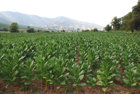 Field planted with tobaccoの写真素材
