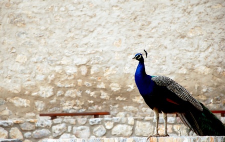 The beauty and splendor of the peacock の写真素材