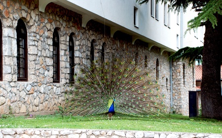 The beauty and splendor of the peacock の写真素材