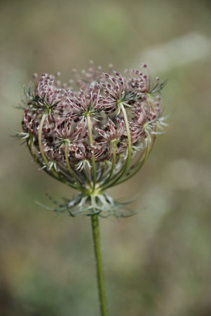 A piece of the meadow の写真素材