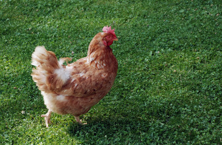 Chickens on green grass 